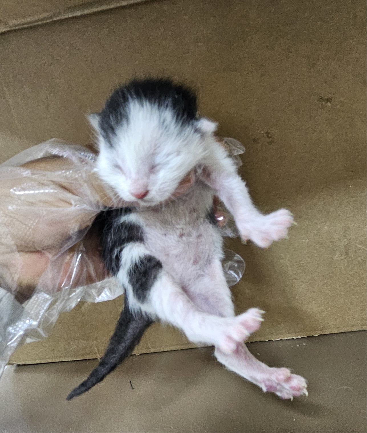 울산유기동물보호센터_431371202500218